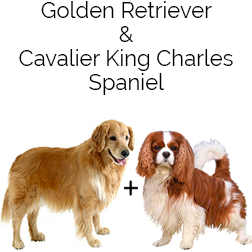 Golden Cavalier Dog